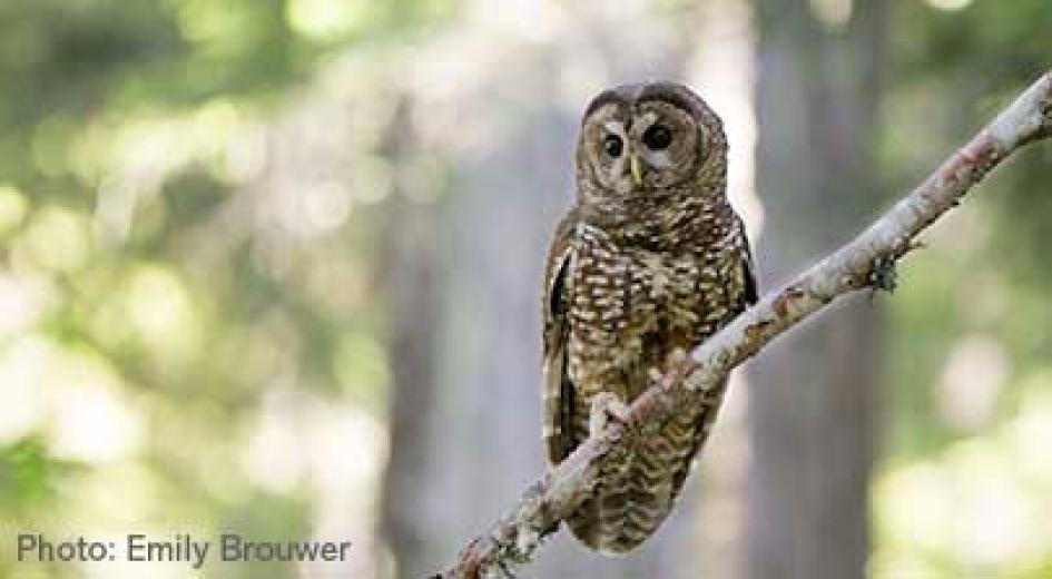 A spotted owl perches on a tree branch in a softly lit forest; photo by Emily Brouwer.