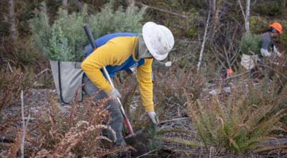 A tree planter in protective clothing uses a shovel to plant seedlings in a recently cleared forest area.