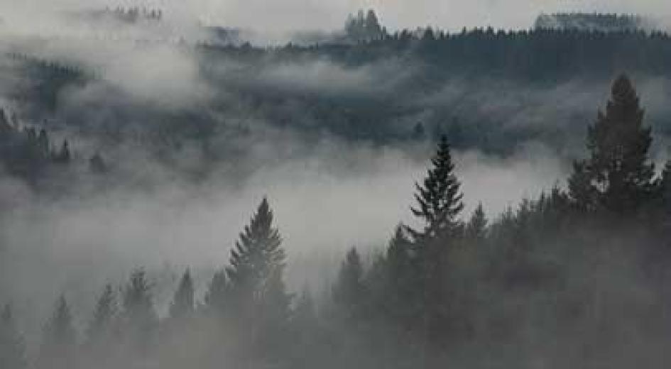A misty forested landscape with layers of trees disappearing into the dense fog.