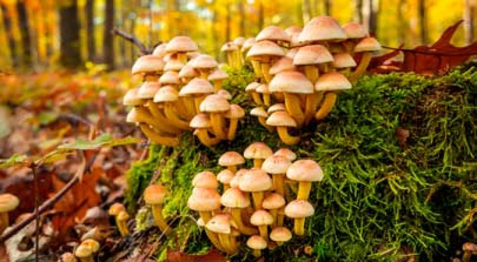 A vibrant cluster of orange-brown mushrooms grows on a moss-covered log with autumn leaves in the background.