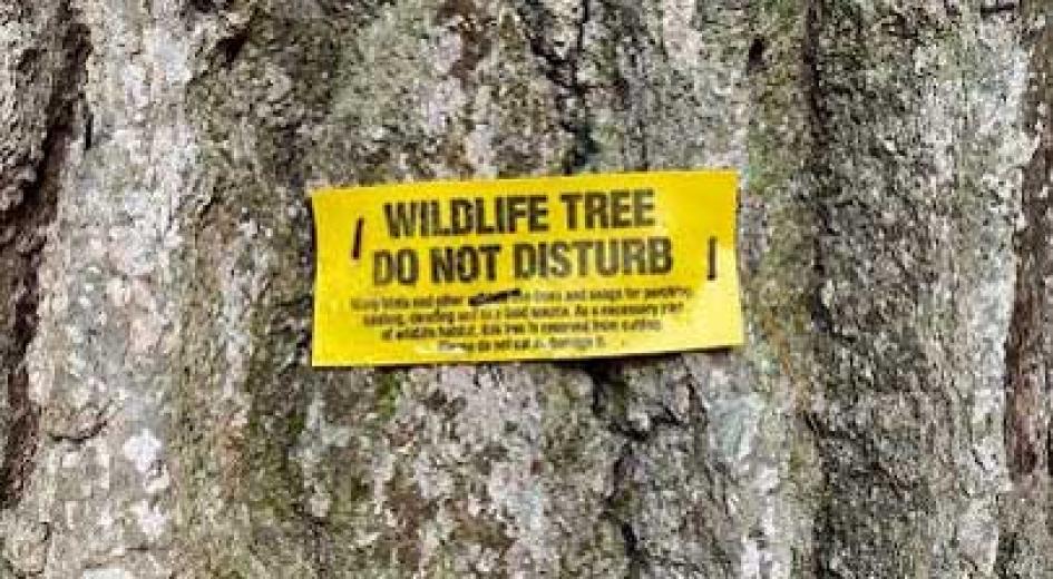 A yellow sign reading “Wildlife Tree – Do Not Disturb” is attached to the bark of a tree.